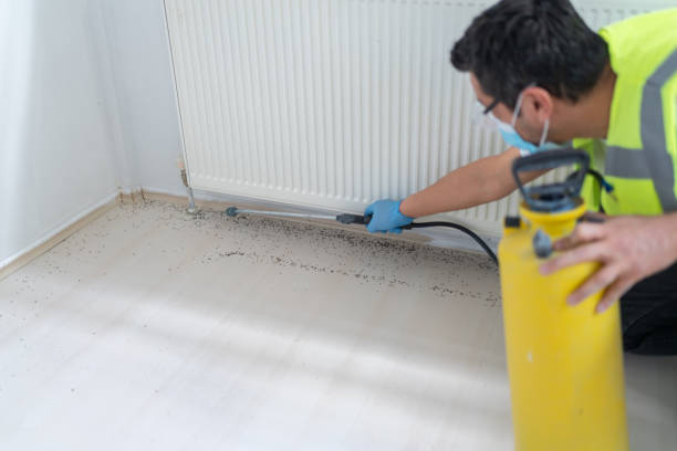 Best Pest Control Near Me  in Fallbrook, CA